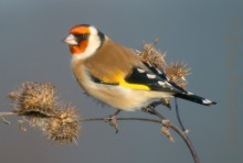 Tikli keikkuu ohdakkeella, Kuopio 1995.