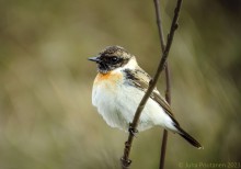 Kaspiantasku toukokuussa 2023 Joroisissa.